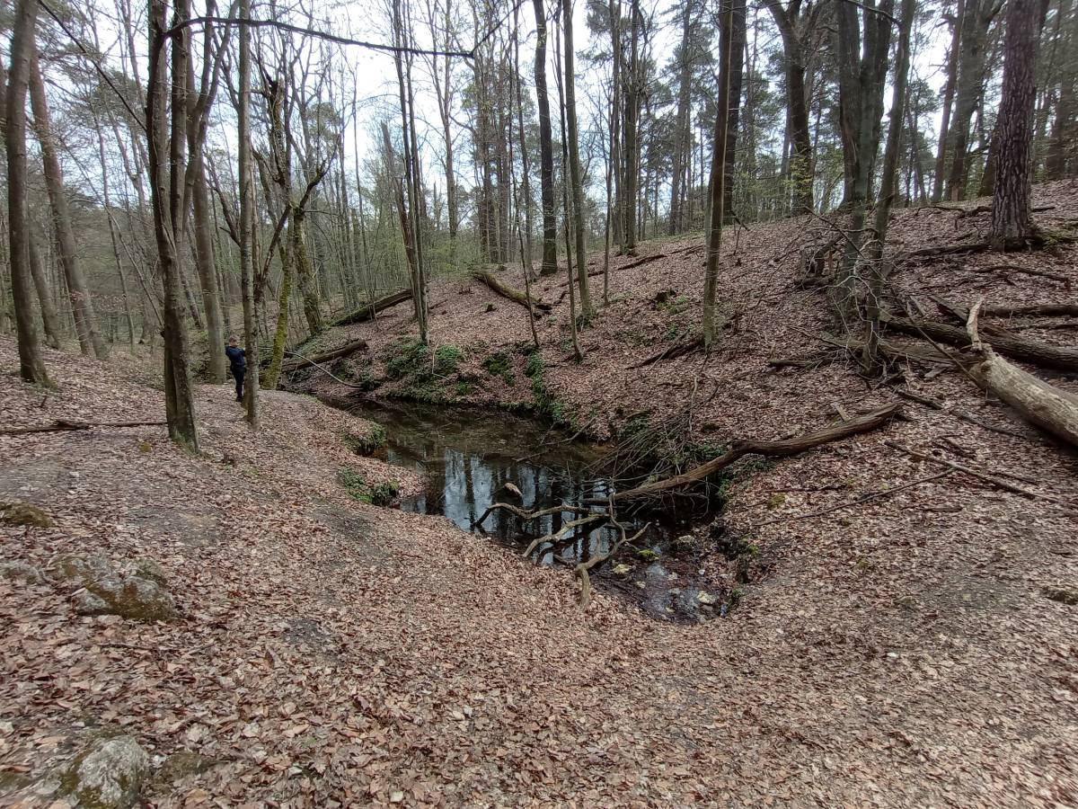 Spacer w dolinie Wiercicy – odkryj przyrodnicze i historyczne skarby Złotego Potoku - img 20240406 123316709 mfnr