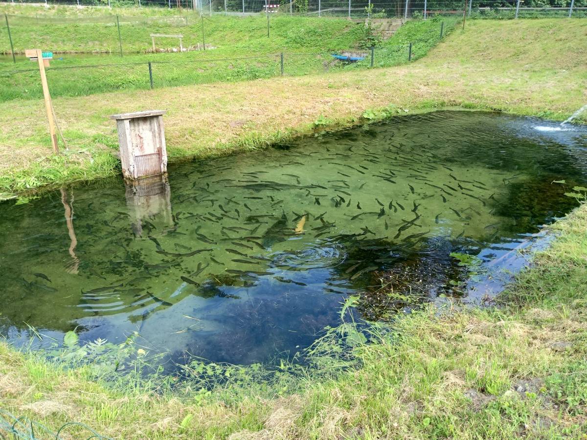 Spacer w dolinie Wiercicy – odkryj przyrodnicze i historyczne skarby Złotego Potoku - pstragarnia raczynskich w zlotym potoku 15