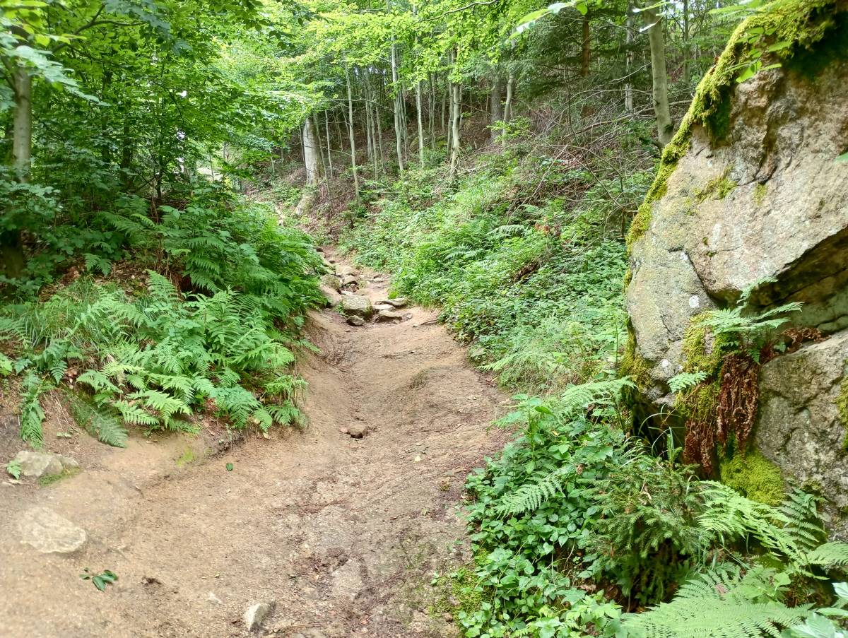Krzyżna Góra i Sokolik w Górach Sokolich - mapa, czas wejścia i parking - czarny szlak na krzyzna gore