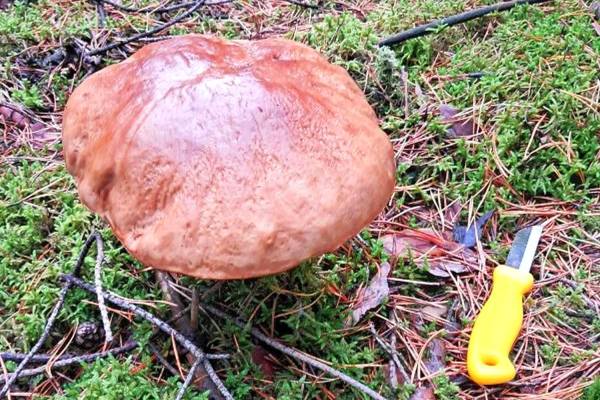 Grzybobranie w okolicach Kalisza - grzybobranie okolice kalisza 23