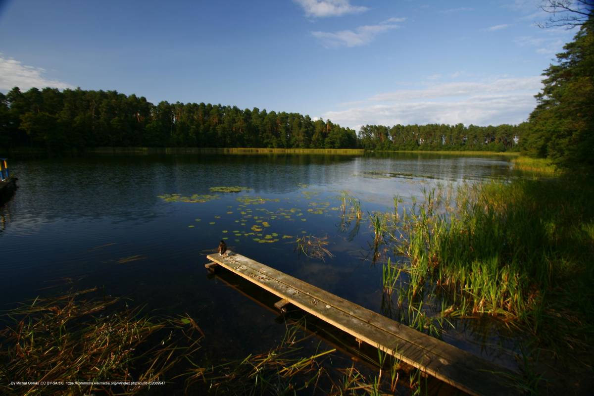 Jezioro Białe Augustowskie - lipowiec augustow poland panoramio