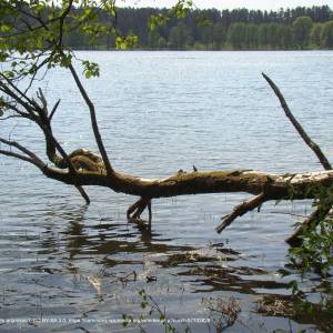 Jezioro Białe Augustowskie - j bialemaj 2014r panoramio