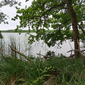 Jezioro Czajcze - jezioro czajcze 7