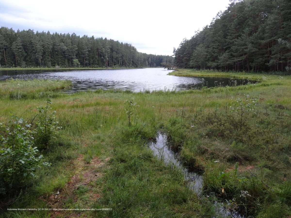Jezioro Suchar Wielki - jezioro duzy sucharek panoramio 45