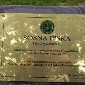 Sosna Piska w Międzyzdrojach - tablica przy kosciele sw piotra