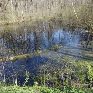 Ścieżka przyrodnicza Czerwone Bagno - rezerwat czerwone bagno bpn