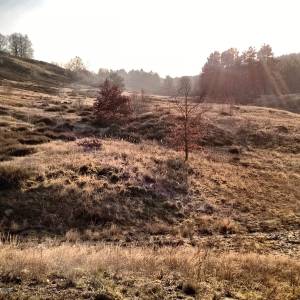 Wrzosowiska Cedyńskie im. inż. Wiesława Czyżewskiego - gmina cedynia poland panoramio 13