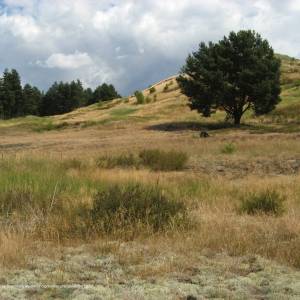 Wrzosowiska Cedyńskie im. inż. Wiesława Czyżewskiego - rezerwat wrzosowiska cedynskie panoramio