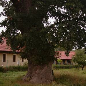 Dąb "Prastary" w Wapnicy - dab prastary w wapnicy 6