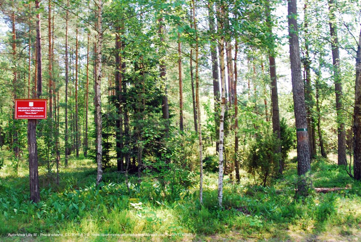 Rezerwat przyrody Stara Ruda - rezerwat stara ruda 01