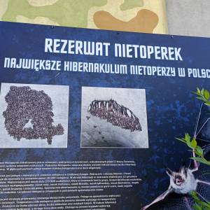 Rezerwat przyrody Nietoperek - rezerwat przyrody nietoperek 2