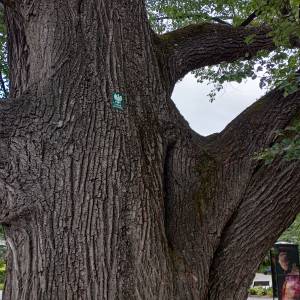 Lipa Sądowa w Karpaczu - lipa sadowa w karpaczu 3