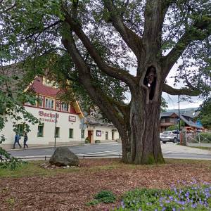 Lipa Sądowa w Karpaczu - lipa sadowa w karpaczu 7