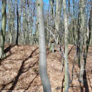 Sokola Góra w Łagowie - sokola gora w lagowie 4