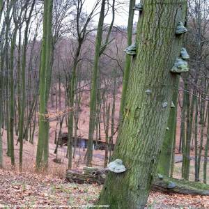 Sokola Góra w Łagowie - sokola gora w lagowie 5