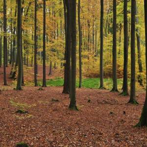 Rezerwat przyrody Buczyna Łagowska - rezerwat przyrody buczyna lagowska 5