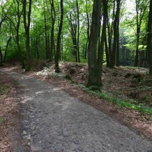 Rezerwat przyrody Buczyna Łagowska - rezerwat przyrody buczyna lagowska 6