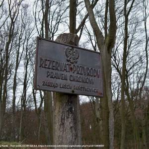 Rezerwat przyrody Nad Jeziorem Trześniowskim - rezerwat przyrody nad jeziorem trzesniowskim 4
