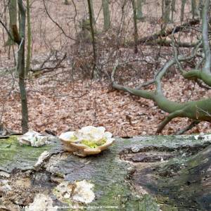 Rezerwat przyrody Nad Jeziorem Trześniowskim - rezerwat przyrody nad jeziorem trzesniowskim 5