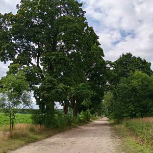 Aleja Klonów w Złotym Potoku - aleja klonow w zlotym potoku 7