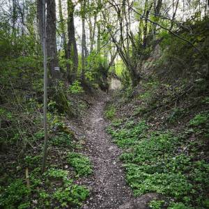 Góra Chełmowa (351 m n.p.m.) - szlak czarny swietokrzyskiego parku narodowego3