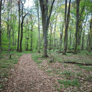 Góra Chełmowa (351 m n.p.m.) - szlak czarny swietokrzyskiego parku narodowego7