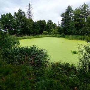 Pałac na Wodzie w Staniszowie - palac na wodzie w staniszowie 5