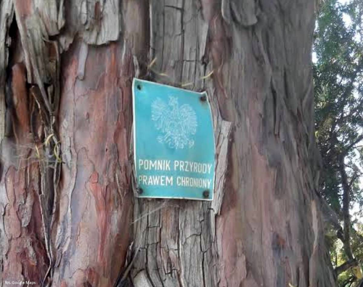 Cis w Piechowicach - cis w piechowicach 1