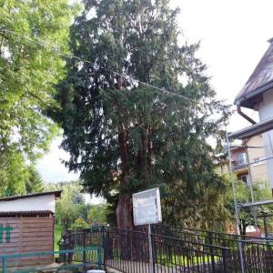 Cis w Piechowicach - cis w piechowicach 2