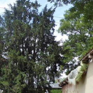 Cis w Piechowicach - cis w piechowicach 3