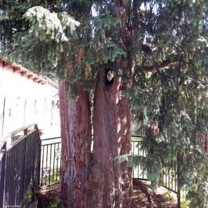 Cis w Piechowicach - cis w piechowicach 5