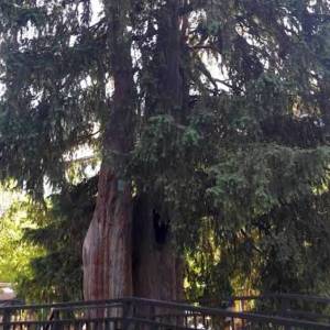 Cis w Piechowicach - cis w piechowicach 7