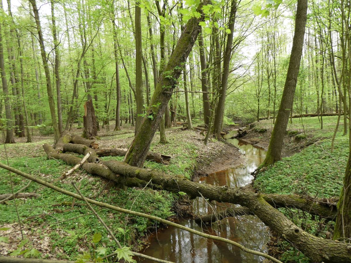 Rezerwat przyrody Wydymacz - rezerwat przyrody wydymacz wr 5