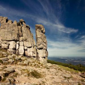 Słonecznik - slonecznik 1