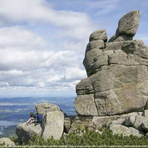 Słonecznik - slonecznik 2