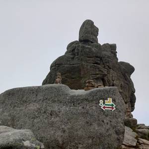 Słonecznik - slonecznik 2024 16