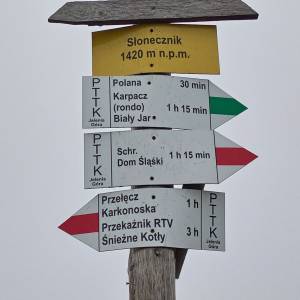 Słonecznik - slonecznik 2024 19