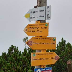 Słonecznik - slonecznik 2024 20