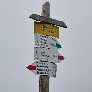 Słonecznik - slonecznik 2024 21