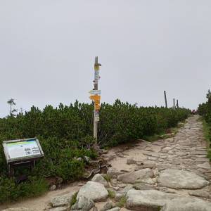 Słonecznik - slonecznik 2024 23