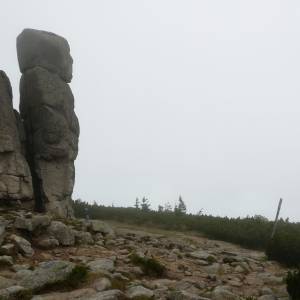 Słonecznik - slonecznik 2024 3