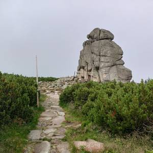 Słonecznik - slonecznik 2024 4