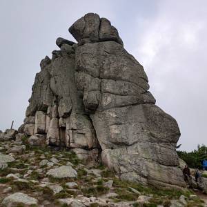 Słonecznik - slonecznik 2024 5