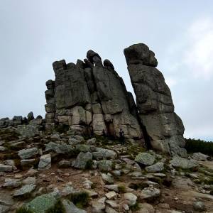 Słonecznik - slonecznik 2024 6