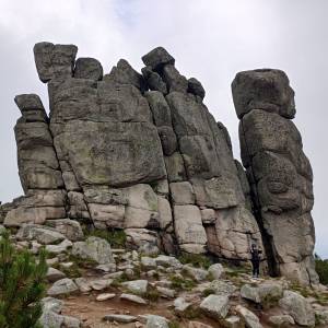 Słonecznik - slonecznik 2024 9