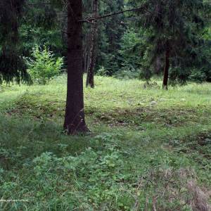 Rezerwat przyrody Cmentarzysko Jaćwingów - cmentarzysko jacwingow fragment2 03 08 2012 p
