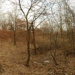 Grodzisko w Dobromierzu - grodzisko w dobromierzu 5