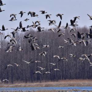 Biebrzański Park Narodowy - birds 7667503