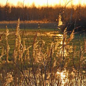 Biebrzański Park Narodowy - grass 2267875