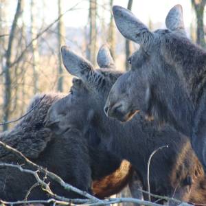 Biebrzański Park Narodowy - moose 2262449